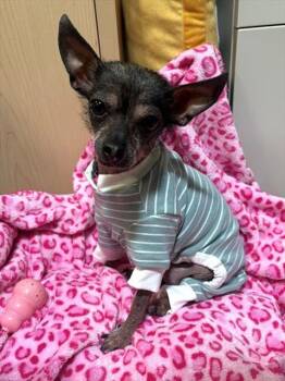Chinese Crested Dog Dogs Available for Adoption in Leesburg, Virginia - FIONA | PetCurious
