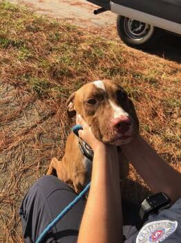 SMITH -  Mixed Breed Dog for Adoption in Dallas, Texas - SMITH | PetCurious