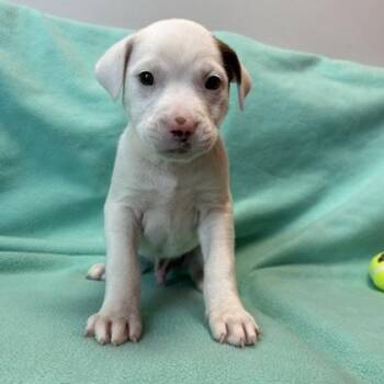 Mixed Breed Dogs Available for Adoption in Janesville, Wisconsin - Timmy | PetCurious
