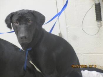 Onyx(848) -  Labrador Retriever Dog for Adoption in Marietta, Georgia - Onyx(848) | PetCurious