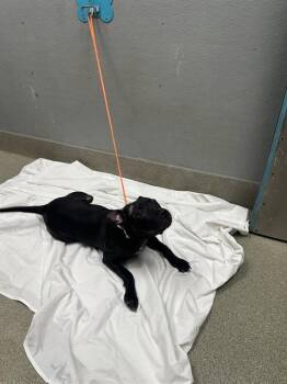 ROWENA -  Labrador Retriever and Mixed Breed Dog for Adoption in Las Vegas, Nevada - ROWENA | PetCurious
