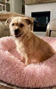Dolly -  Chug and Poodle Dog for Adoption in Rockwall, Texas - Dolly | PetCurious