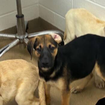 Coquina -  Labrador Retriever Dog for Adoption in Corpus Christi, Texas - Coquina | PetCurious