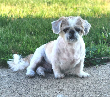 Rescue Shih Tzu and Pekingese Dogs for Adoption in Warren, Michigan - Edgar | PetCurious