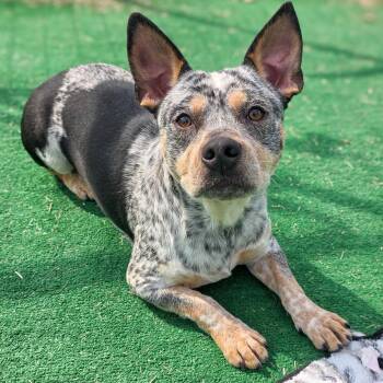 Lil Wayne -  Australian Cattle Dog Blue Heeler Dog for Adoption in Gainesville, Texas - Lil Wayne | PetCurious