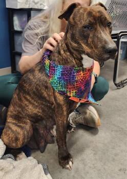 Hound Dogs Available for Adoption - MIA | PetCurious