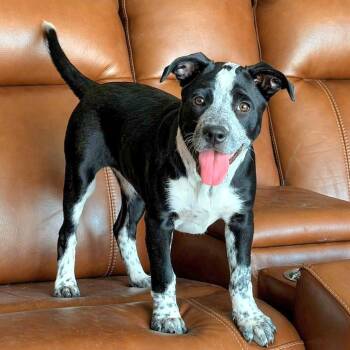 Halo -  Labrador Retriever and Australian Cattle Dog Blue Heeler Dog for Adoption in San Antonio, Texas - Halo | PetCurious