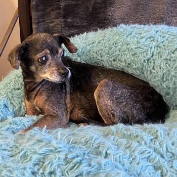 Pina Colada 14342 -  Chihuahua Dog for Adoption in San Francisco, California - Pina Colada 14342 | PetCurious