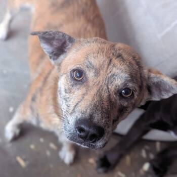 Rescue Australian Cattle Dog Blue Heeler and Hound Dogs for Adoption in Parrish, Alabama - Camile | PetCurious