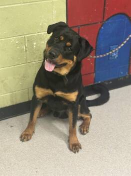 Rottweiler Dogs Available for Adoption - KASIER | PetCurious