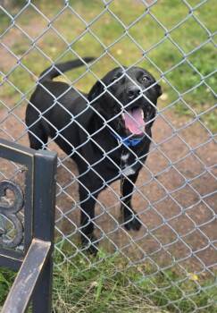 Blackjack -  Labrador Retriever and Mixed Breed Dog for Adoption in Ashland, Wisconsin - Blackjack | PetCurious