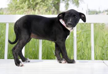BBQ Litter - Bean -  Mixed Breed Dog for Adoption in Savage, Minnesota - BBQ Litter - Bean | PetCurious