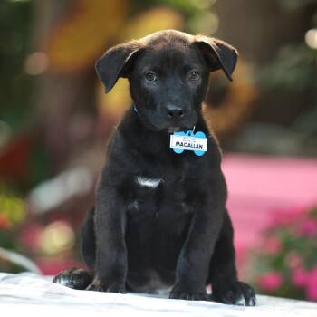 Macallan -  Labrador Retriever Dog for Adoption in Wake Forest, North Carolina - Macallan | PetCurious