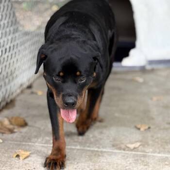 Fang -  Rottweiler Dog for Adoption in New Castle, Indiana - Fang | PetCurious
