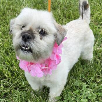 Altaria -  Mixed Breed Dog for Adoption in Quakertown, Pennsylvania - Altaria | PetCurious