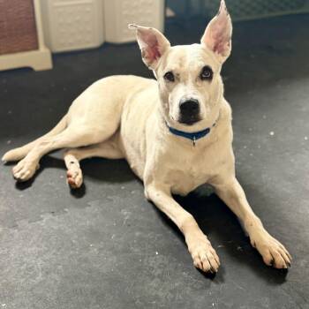 Cattle Dog and Mixed Breed Dogs Available for Adoption in New York, New York - Daisy | PetCurious