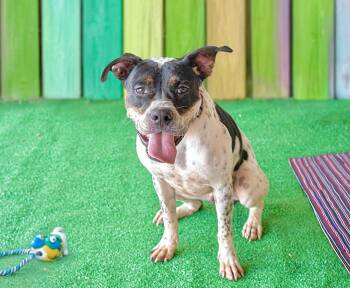 Boxer and Terrier Dogs Available for Adoption - Spot  | PetCurious
