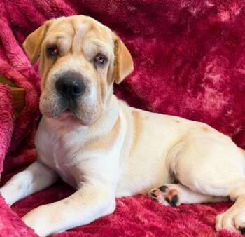 Clover -  Mixed Breed Dog for Adoption in Lagrange, Indiana - Clover | PetCurious