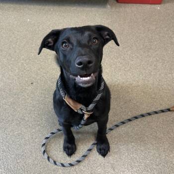 Hopper -  Labrador Retriever Dog for Adoption in Council Bluffs, Iowa - Hopper | PetCurious