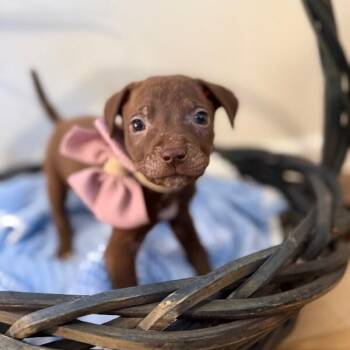 Pit Bull Terrier and Labrador Retriever Dogs Available for Adoption - Kiri Sunshine  | PetCurious