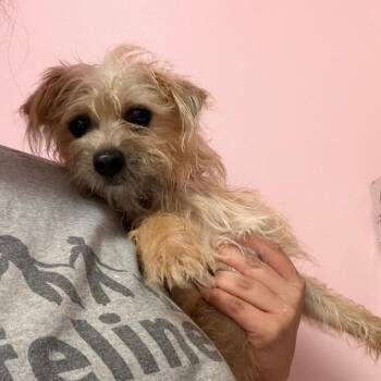 Poppy -  Miniature Schnauzer and Mixed Breed Dog for Adoption in Webster, Texas - Poppy | PetCurious