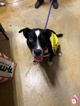 Maggie -  Pit Bull Terrier Dog for Adoption in Tullahoma, Tennessee - Maggie | PetCurious