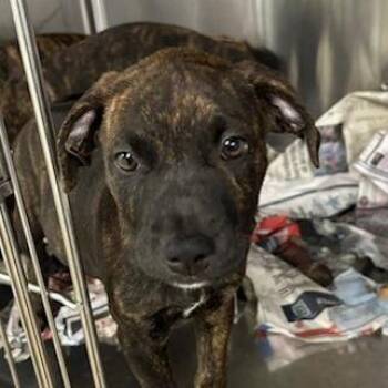Ghoulia -  Mixed Breed Dog for Adoption in Knoxville, Tennessee - Ghoulia | PetCurious