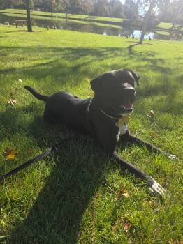 Oreo -  Pit Bull Terrier and Labrador Retriever Dog for Adoption in Bloomfield Hills, Michigan - Oreo | PetCurious