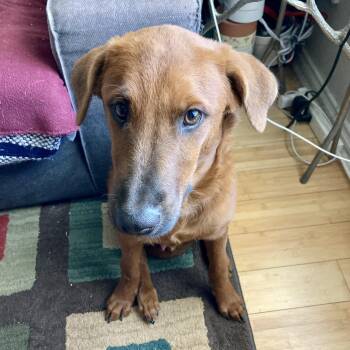 Rescue German Shepherd Dog and Labrador Retriever Dogs for Adoption in Warren, Rhode Island - Clifford | PetCurious