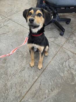 Rescue Mixed Breed Dogs for Adoption in Roosevelt, Utah - Reiny | PetCurious