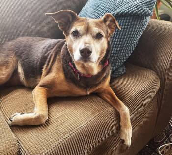 Shepherd Dogs Available for Adoption in Mississauga, Ontario - Gladys (40 Lbs) | PetCurious