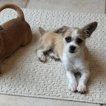 Christy -  Terrier and Wirehaired Terrier Dog for Adoption in West Islip, New York - Christy | PetCurious