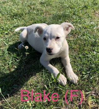 Labrador Retriever Dogs Available for Adoption in Chattanooga, Tennessee - Blake | PetCurious