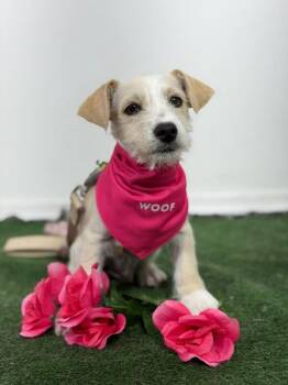 Chihuahua and Border Terrier Dogs Available for Adoption in Carlsbad, California - Olaf-One Of Our Amazing Rescue Dogs | PetCurious