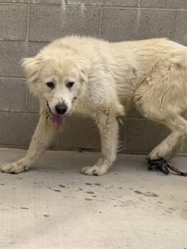 BOLIN -  Great Pyrenees and Mixed Breed Dog for Adoption in Auburn, California - BOLIN | PetCurious