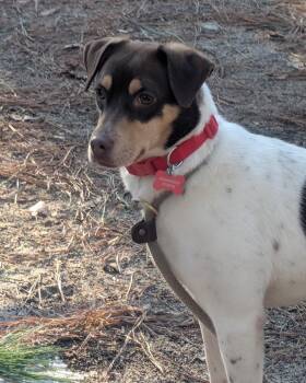 Jack Russell Terrier Dogs Available for Adoption - Velvet - IN FOSTER HOME - AVAILABLE TO ADOPT | PetCurious