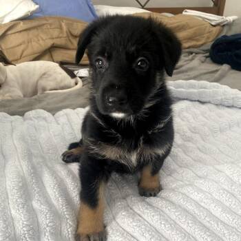 Elmer Fudd -  German Shepherd Dog Dog for Adoption in Freeport, Florida - Elmer Fudd | PetCurious