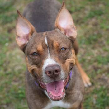 Mira -  Hound Dog for Adoption in Albert Lea, Minnesota - Mira | PetCurious
