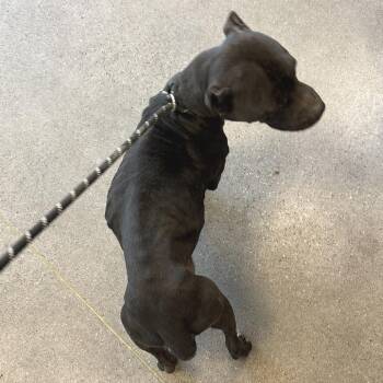 Mixed Breed Dogs Available for Adoption - Clover | PetCurious