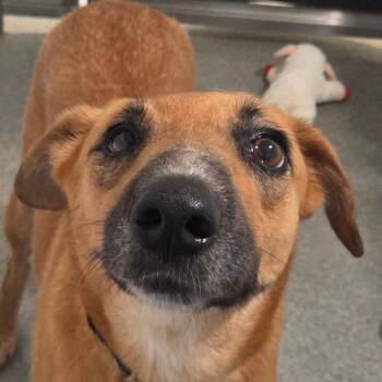 Smiley -  Mixed Breed Dog for Adoption in Kennebunk, Maine - Smiley | PetCurious
