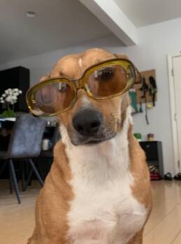 Rescue Pit Bull Terrier Dogs for Adoption in Los Angeles, California - Cambria | PetCurious