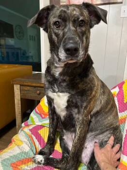 Mary -  Plott Hound Dog for Adoption in Tyler, Texas - Mary | PetCurious