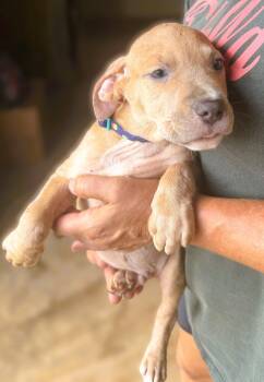 Cam -  Mixed Breed Dog for Adoption in Jackson, Mississippi - Cam | PetCurious