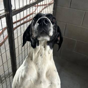 Pointer Dogs Available for Adoption in West Point, Mississippi - Lola | PetCurious
