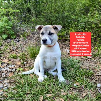 American Bully Dogs Available for Adoption in Oviedo, Florida - Iconic Lilly | PetCurious