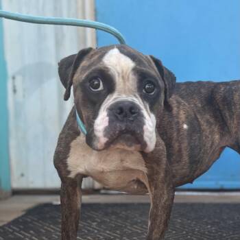 Dolly -  Boxer Dog for Adoption in Columbia, South Carolina - Dolly | PetCurious
