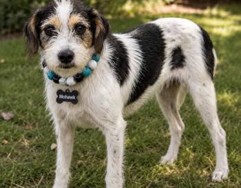 Mohawk (a.k.a Mowie) -  Wirehaired Terrier Dog for Adoption in Houston, Texas - Mohawk (a.k.a Mowie) | PetCurious