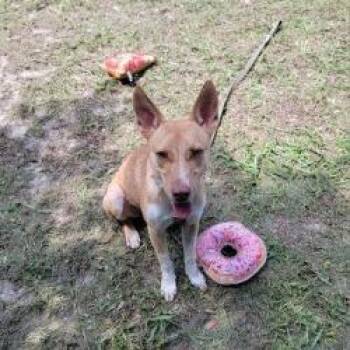 Babs Seed -  Mixed Breed Dog for Adoption in Lake Panasoffkee, Florida - Babs Seed | PetCurious