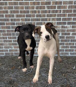 Flitz and Flinn -  Mixed Breed Dog for Adoption in Elizabethtown, North Carolina - Flitz And Flinn | PetCurious