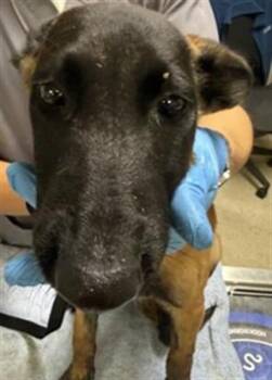 A1934002 -  German Shepherd Dog Dog for Adoption in Riverside, California - A1934002 | PetCurious